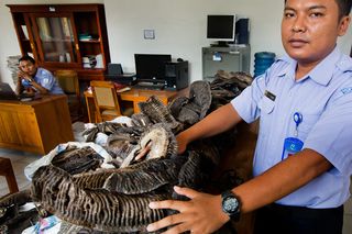 Indonesian Ministry of Fisheries personnel display confiscated manta ray gills at their offices in Negara, Jembrana, Bali.