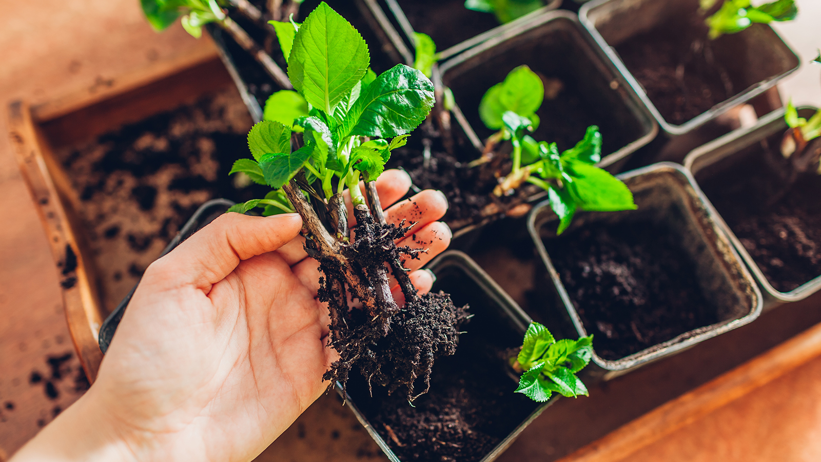 Large group of plant cuttings for propagation