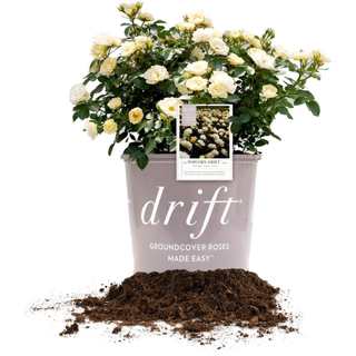 Perfect Plants Popcorn Drift Rose Live Plant