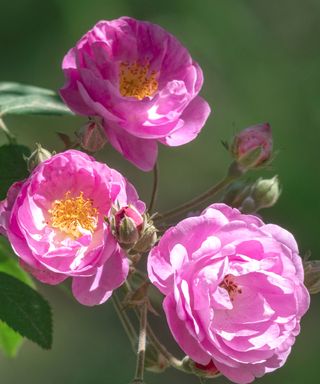 Pink roses in sunlight