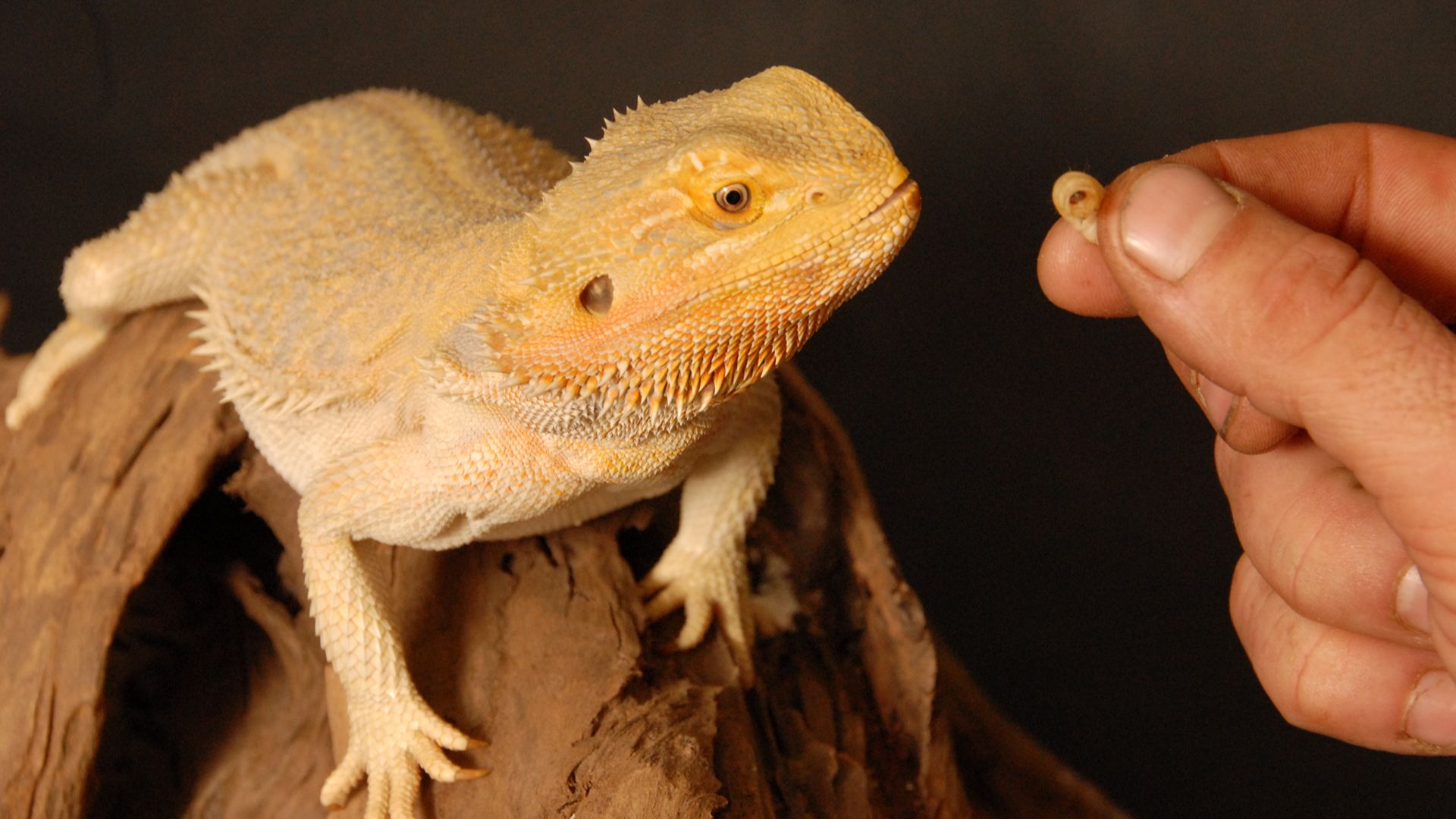 bearded dragon preparing to take food from hand