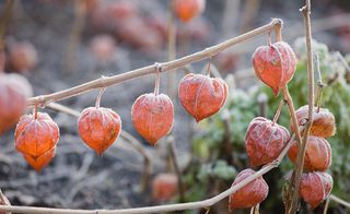 winter garden with chinese lantern plants in the frost