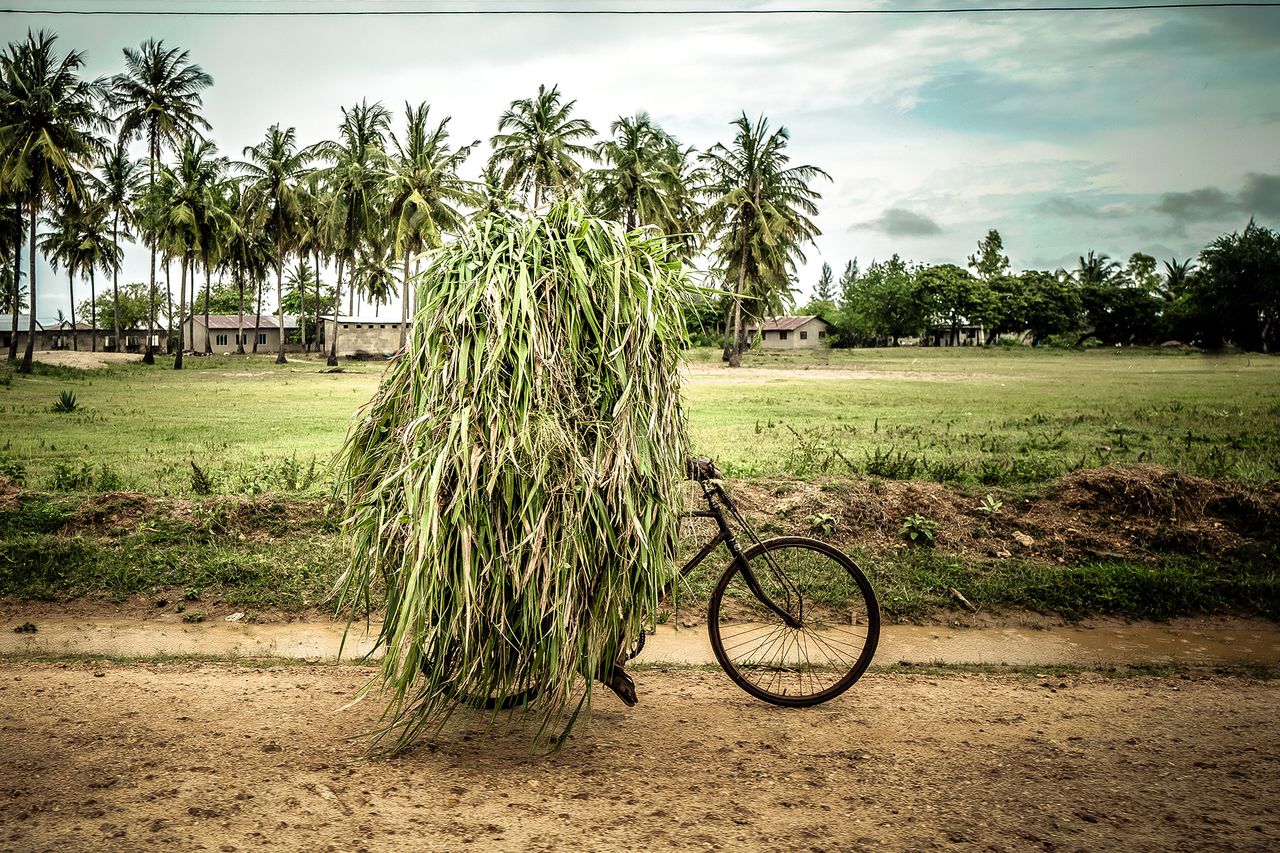 A person on a bicycle loaded with tall grass rides along a dirt path, surrounded by palm trees and distant houses under a cloudy sky