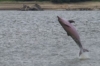 Guiana dolphin jumping out of the water