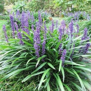 Liriope muscari with mauve blooms
