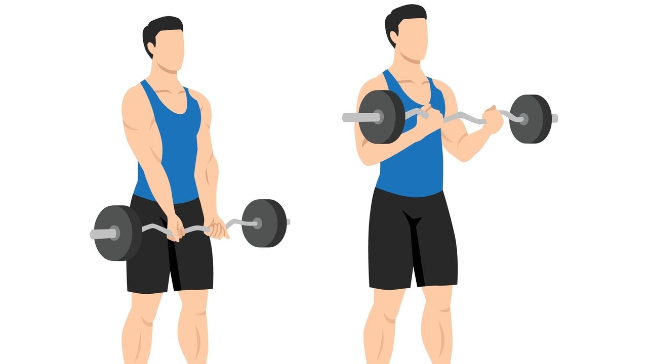Vector EZ-bar biceps curl