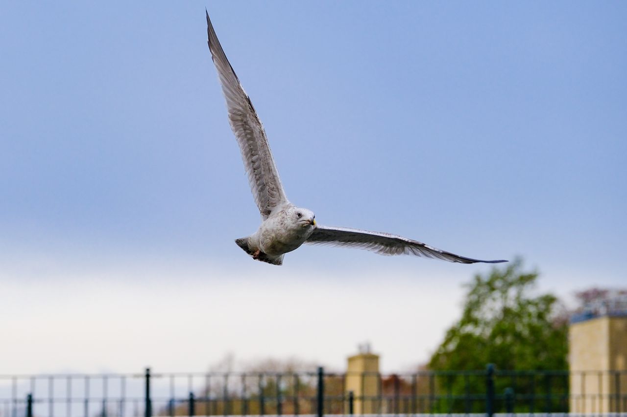 A bird in flight, taken on the Fujifilm X-T30 III