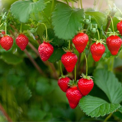 Close-up image of the vibrant red coloured Strawberries growing in the summer sunshine