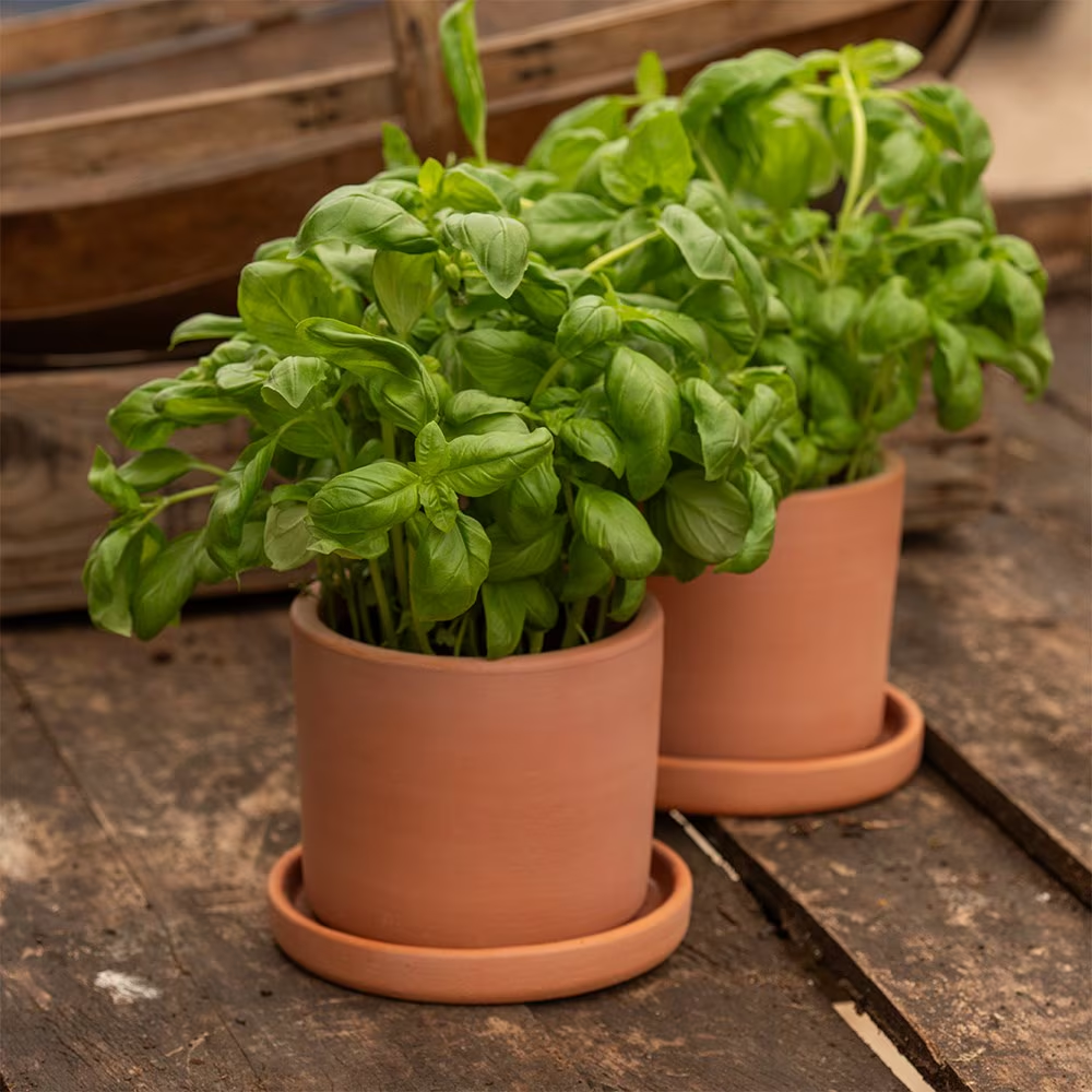 Two basil plants in terracotta pots on uneven wooden decking outdoors