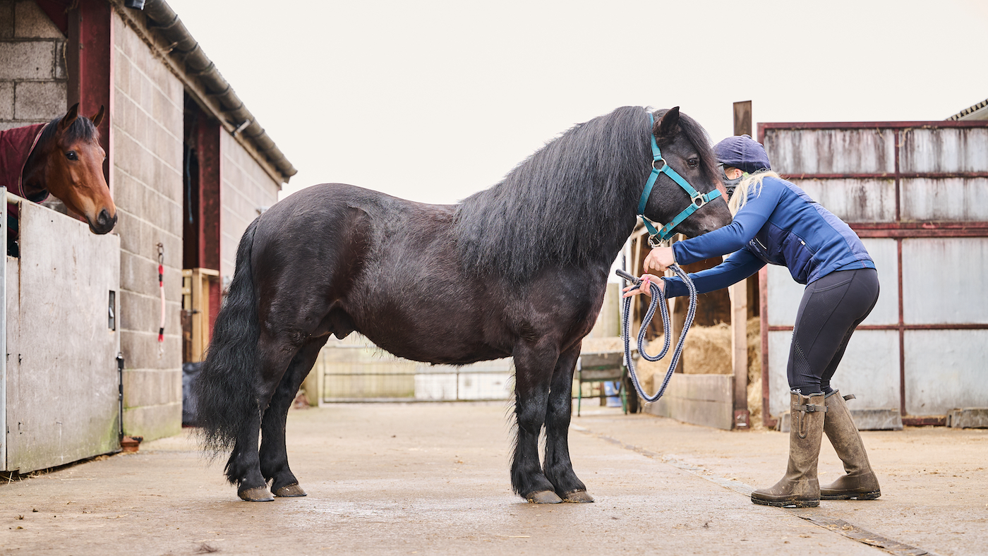 Teaching a horse to stand nicely
