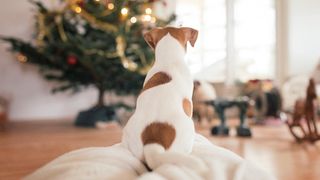 dog looking at Christmas tree
