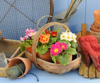 primroses and garden tools