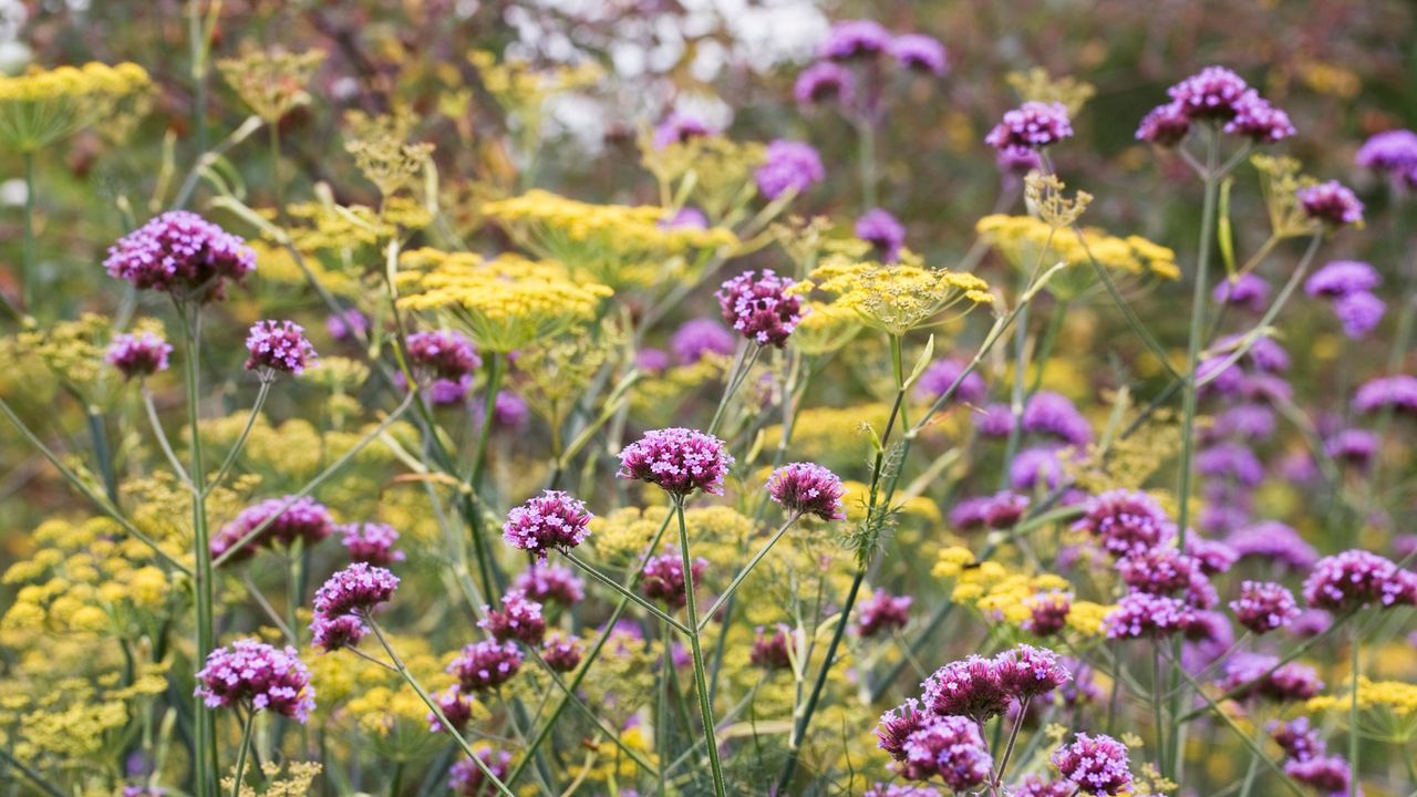 Yellow fennel flowers and purple verbena flowers in bloom, growing in an edible garden border