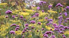 Yellow fennel flowers and purple verbena flowers in bloom, growing in an edible garden border