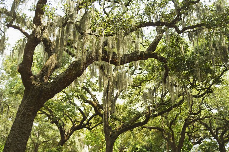 Best trees for shade including fastgrowing varieties Homes & Gardens