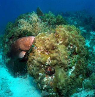 A red grouper in the Florida keys. 