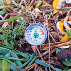 Checking the temperature of a hot composting pile