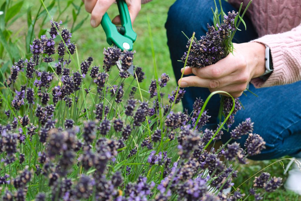 Growing lavender top tips for planting, pruning, and harvesting lavender Real Homes