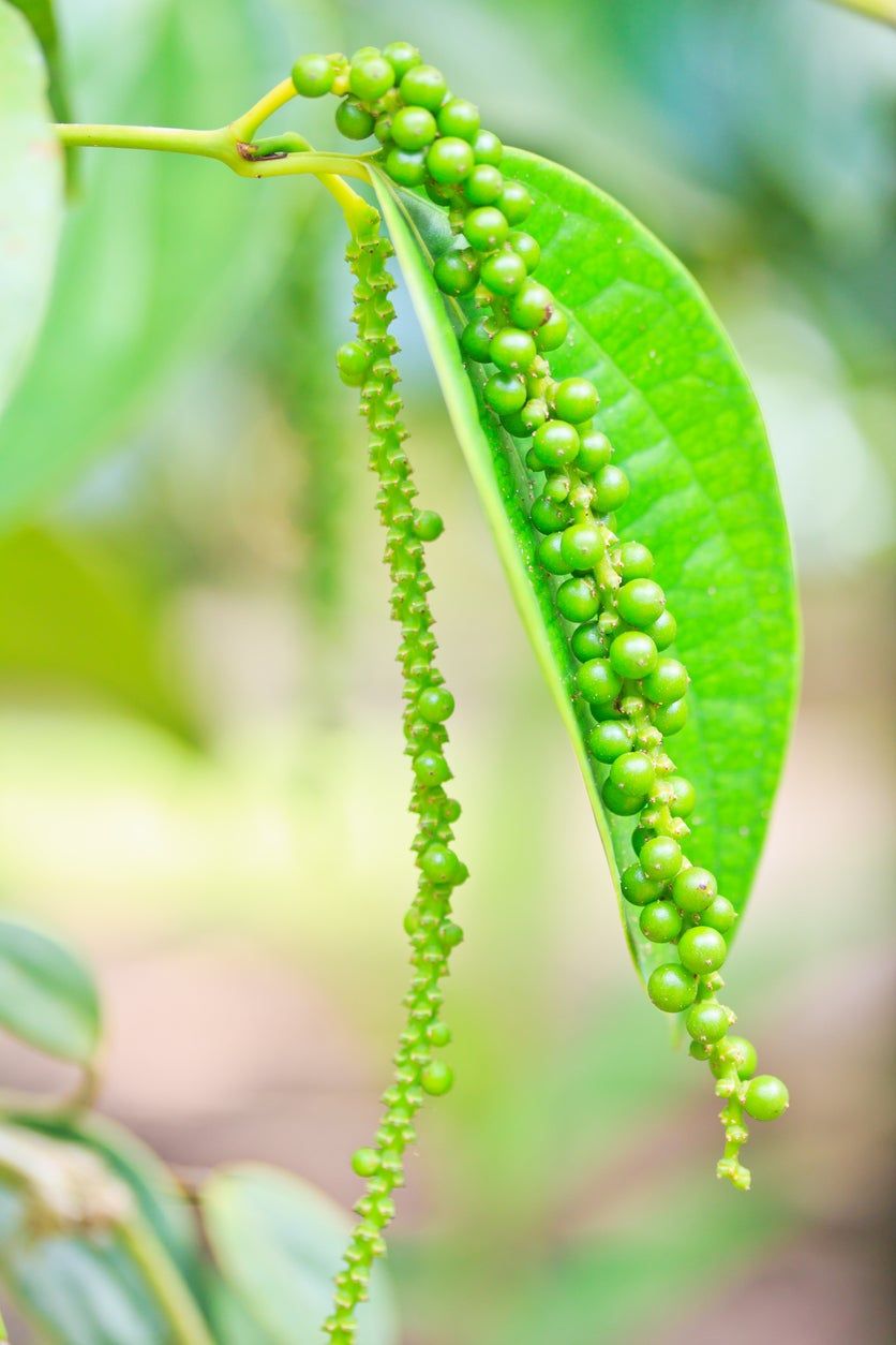 Black Peppercorn Plant