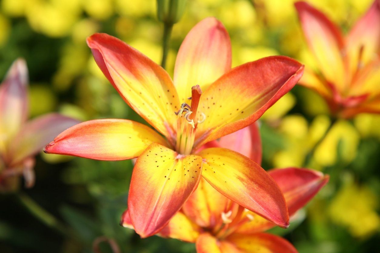 asiatic lily