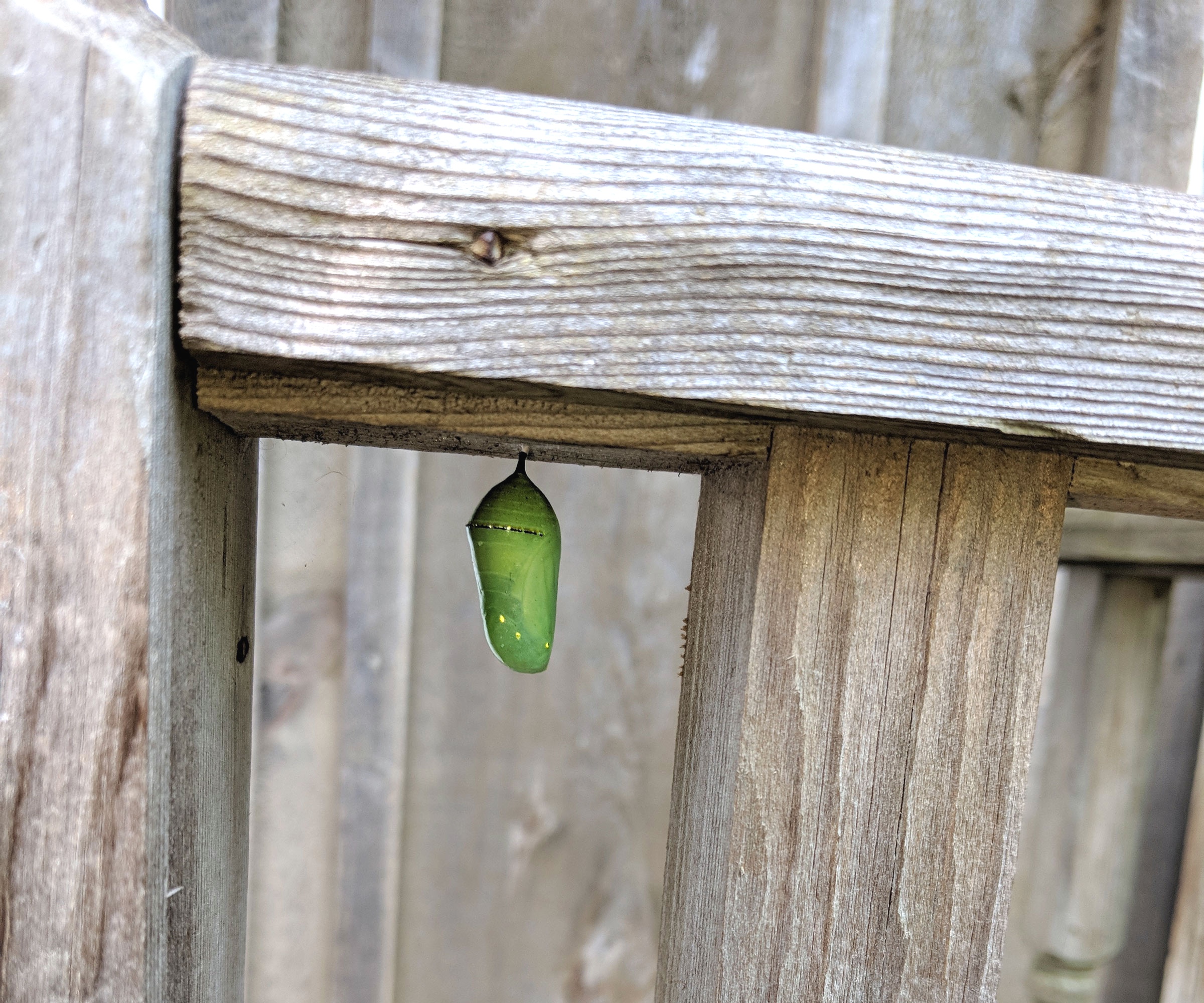 monarch chrysalis hanging from wooden gate