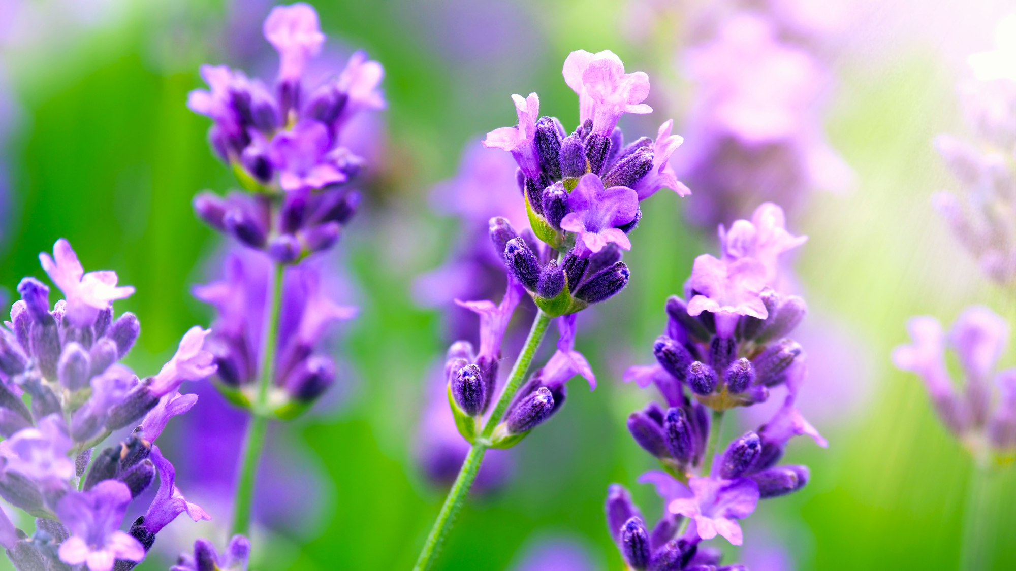 Close-up of violet lavender flower