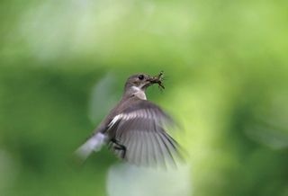 A Pied Flycatcher catching a bug mid-flight.