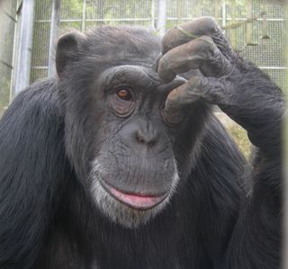 chimpanzees art, human society of the united states, medical research ethics