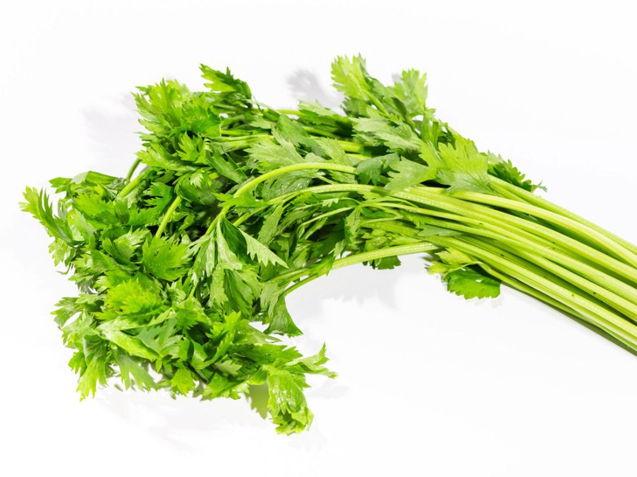 Green European Cutting Celery