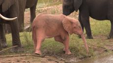 Photo of the side profile of a pink albino elephant.