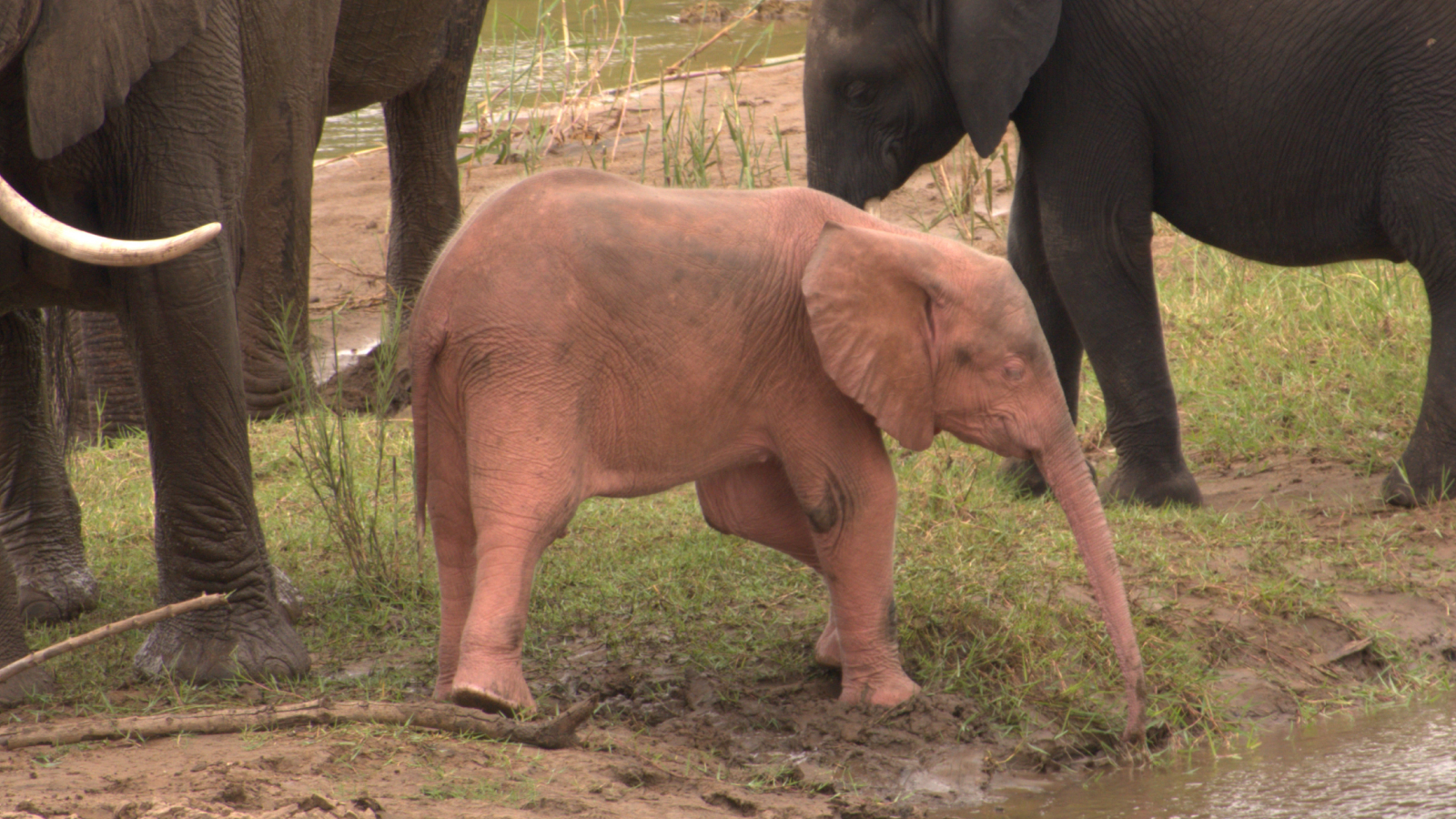 Watch a rare pink albino elephant baby playing by a waterhole in