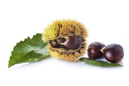 Close Up Of Three Chestnuts