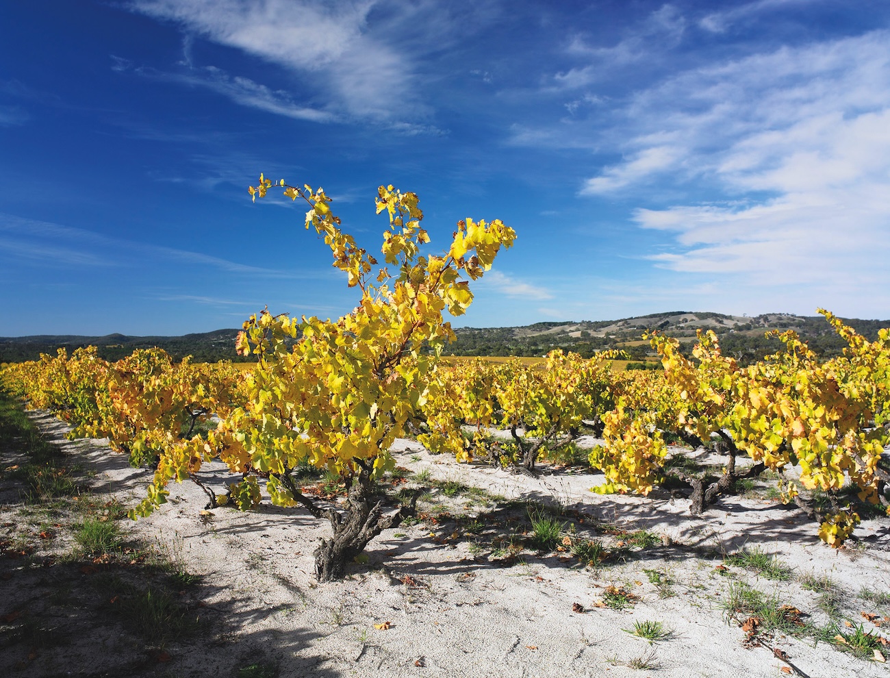 yangarra high sands grenache vineyard
