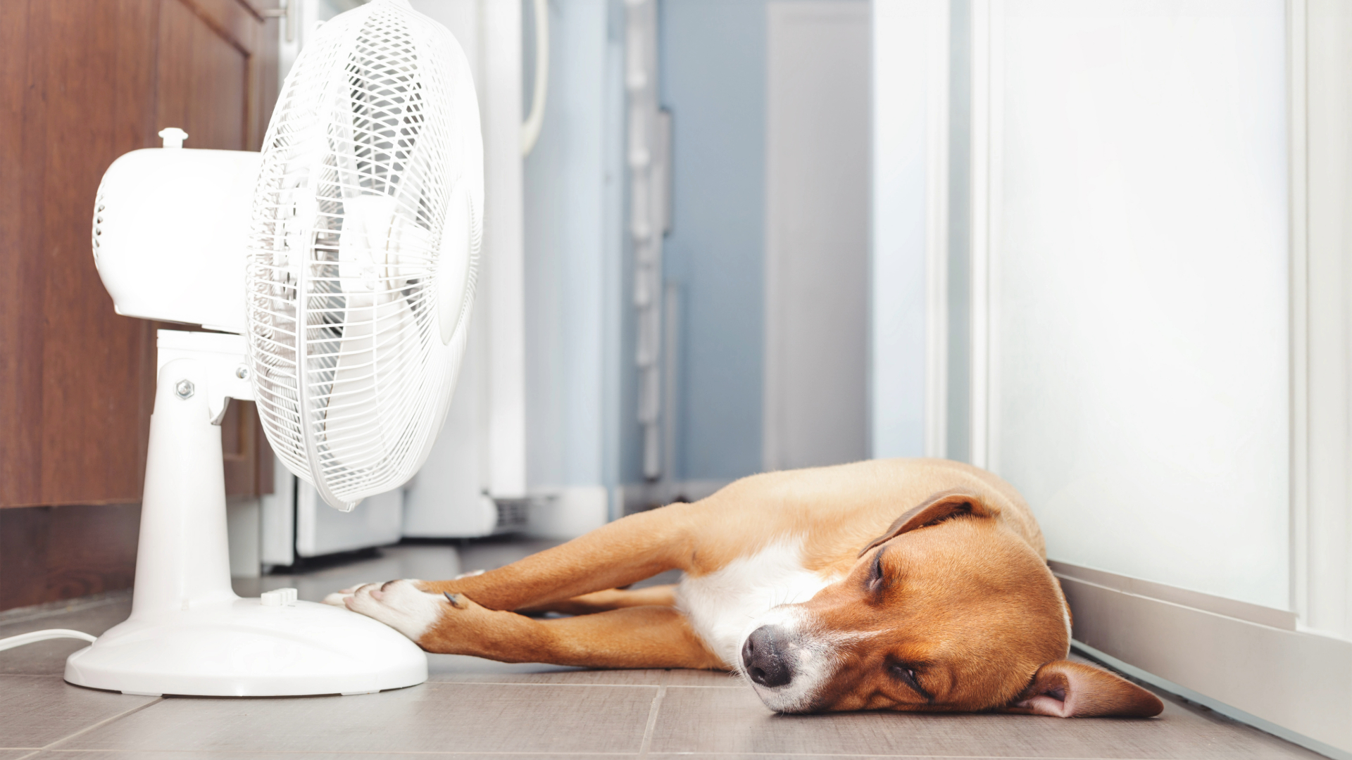 Dog lying down on the floor next to a fan