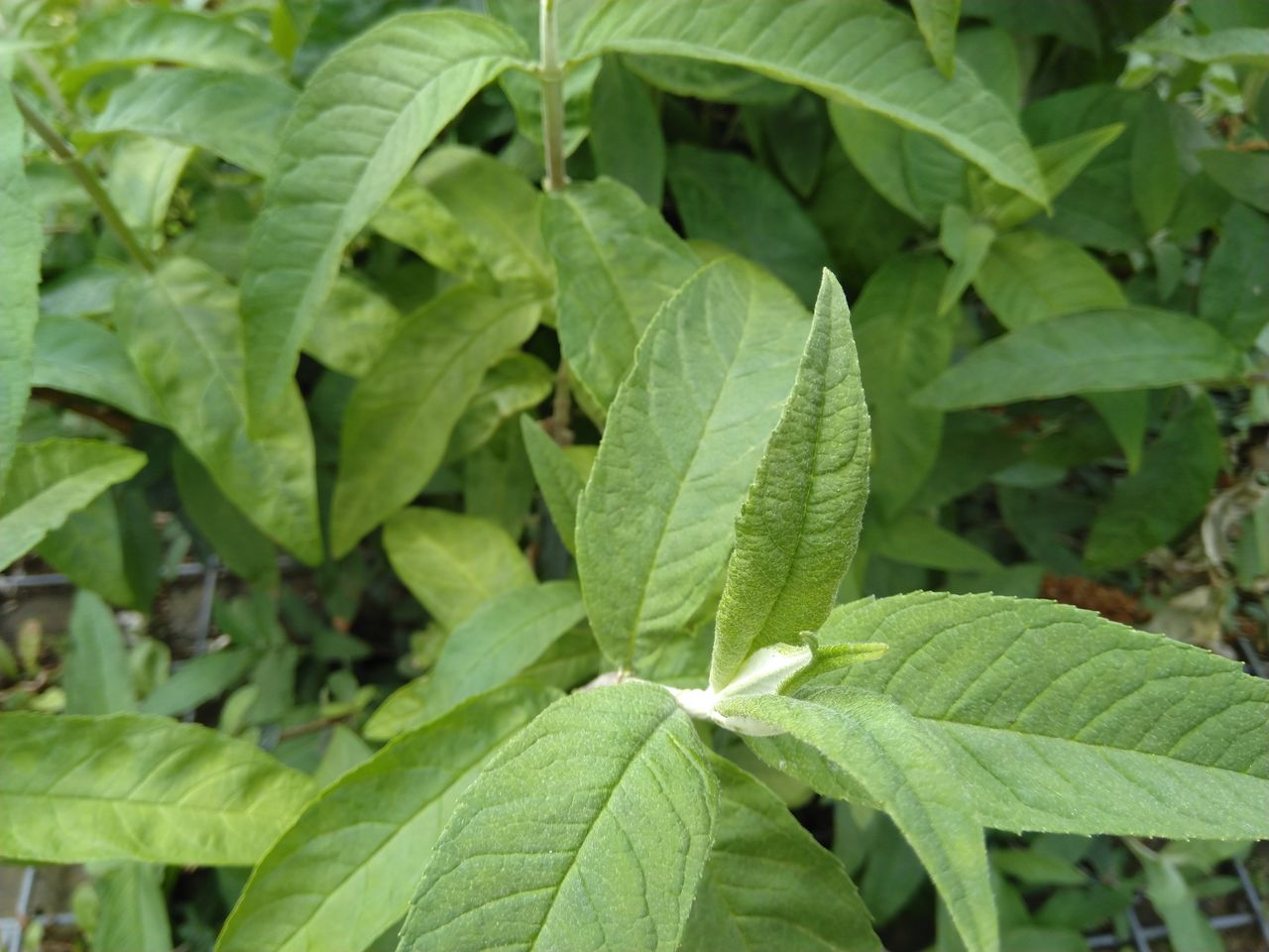 Impressive levels of detail on the leaf in focus.