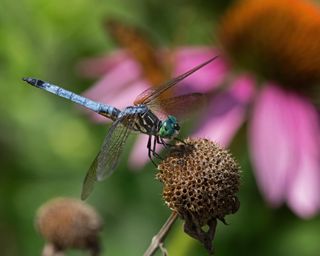 A blue dasher dragonfly on a bee balm flower