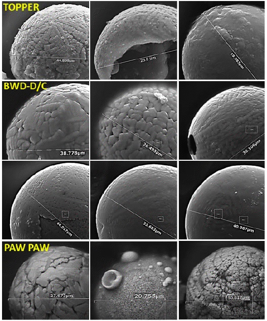 Spherules on Comet Surface