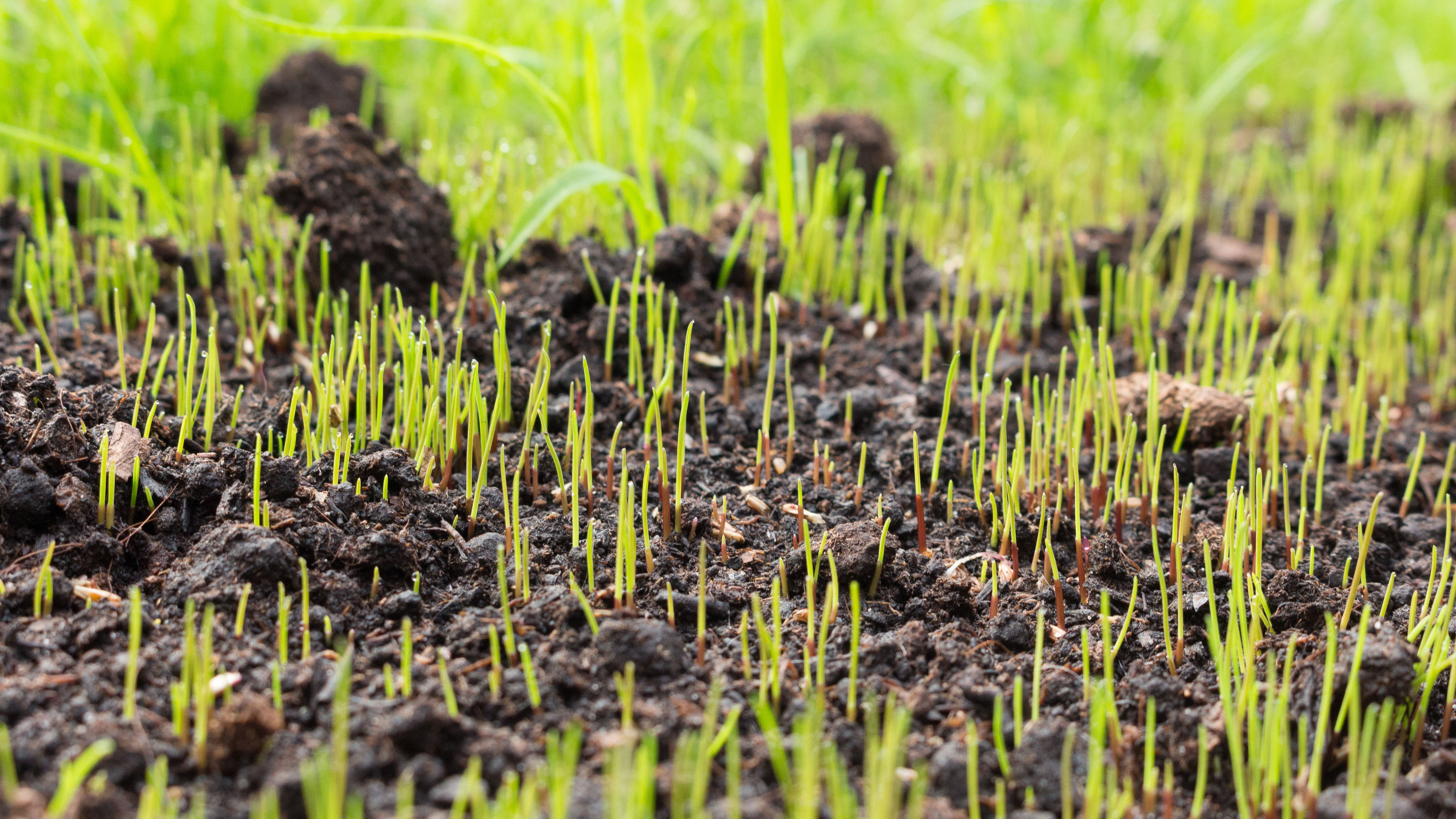 Young grass growing out of the ground