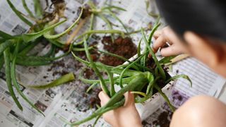 woman repotting an aloe vera