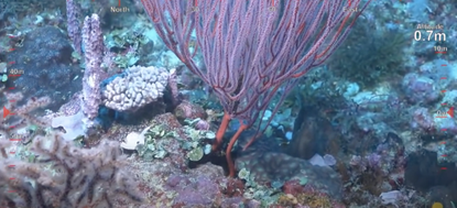An image showing the newly discovered reef in Australia.