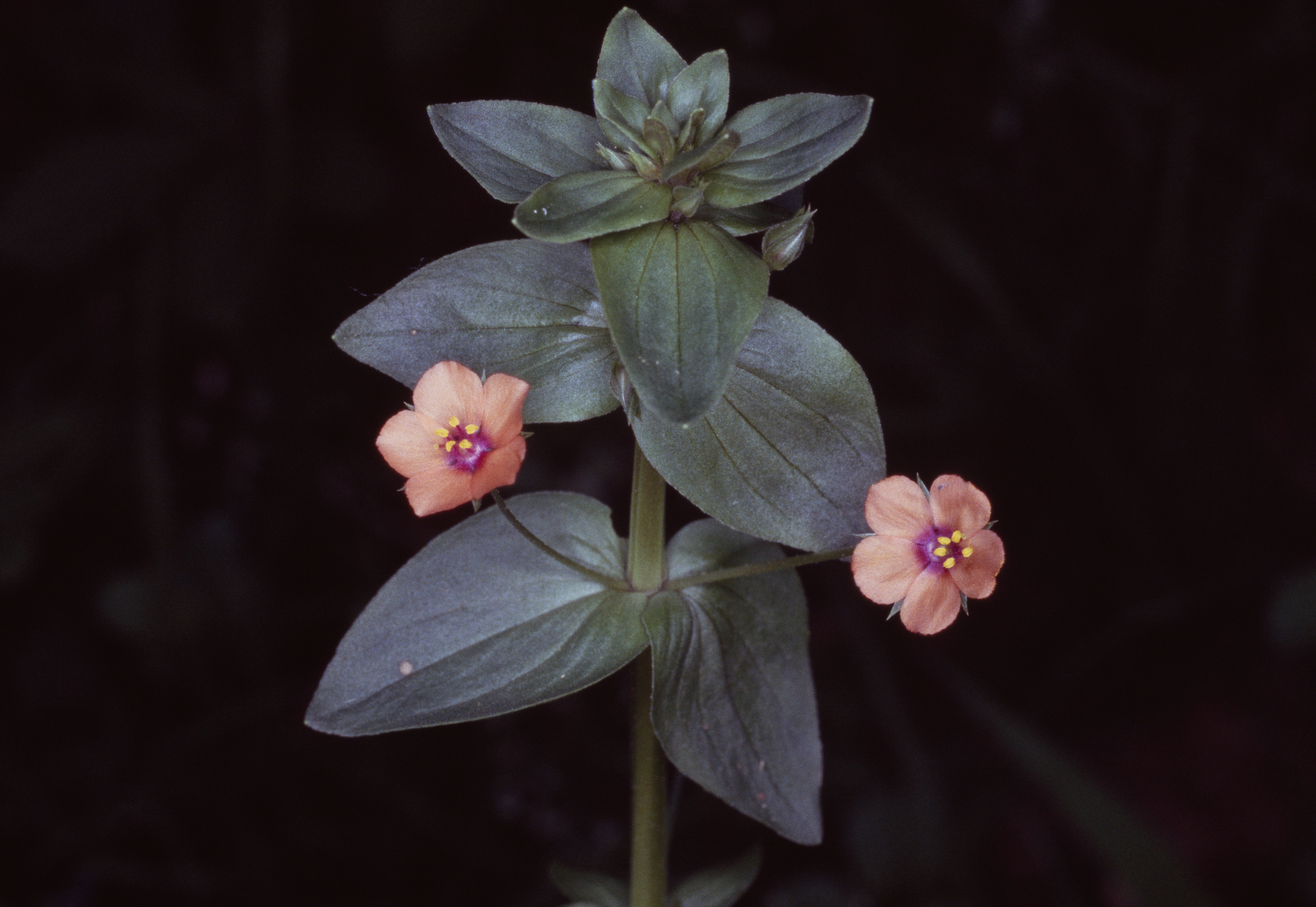 Scarlet pimpernel