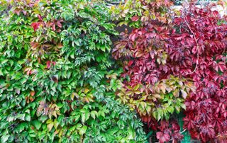 A shot of green and red Virginia Creeper leaves, also known as "American Ivy"