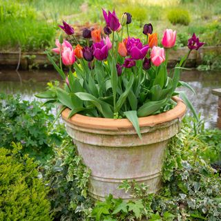 A find display of tulips in a pot
