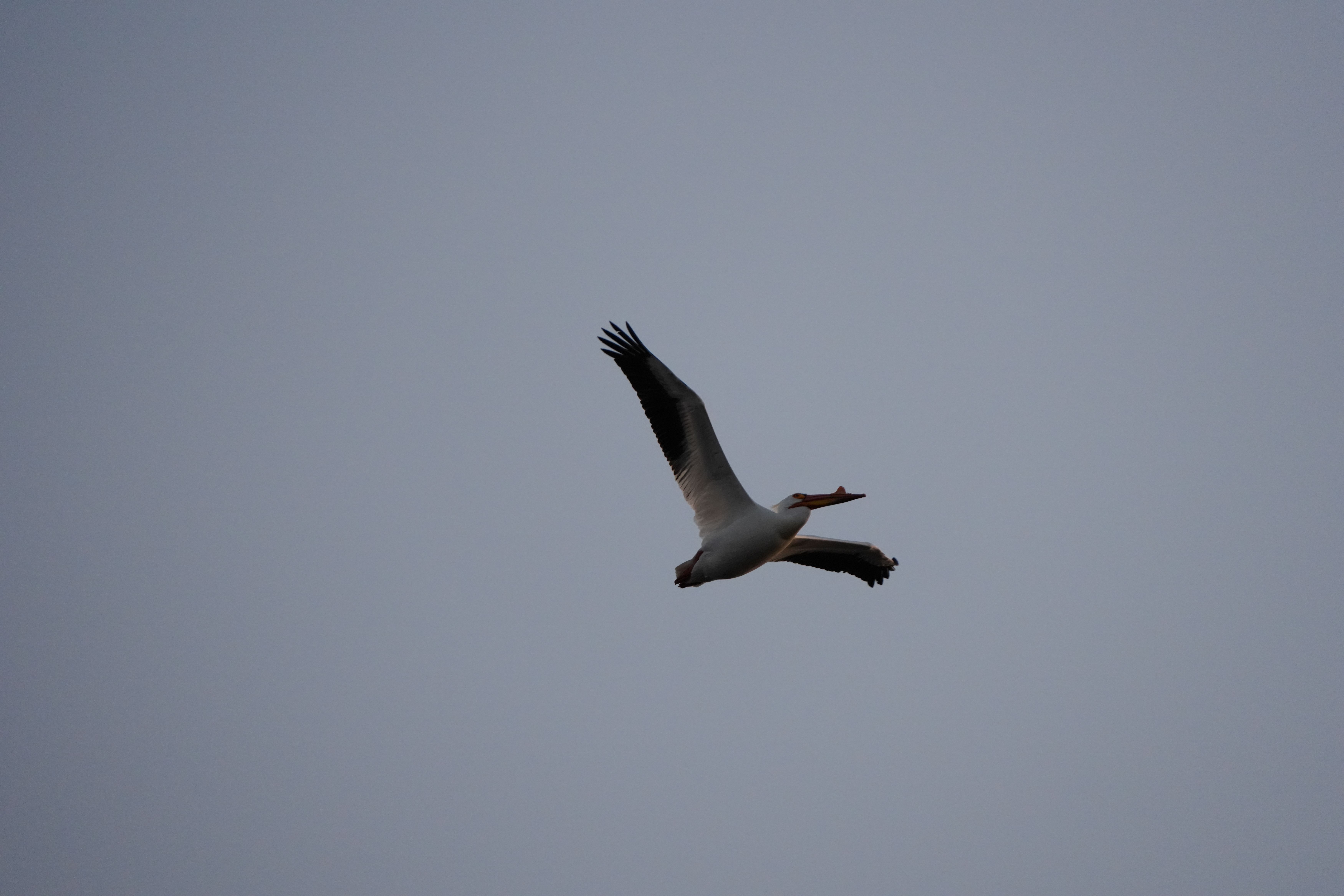Wildlife images shot on the Sony A7R VI, unedited JPEG with slight resize to 7K pixels wide for web upload