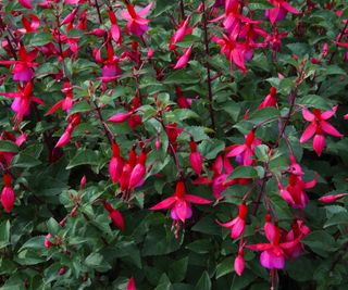 Close-up of a mass of red and pink fuchsia flowers on large fuchsia plant in flower border in English domestic garden