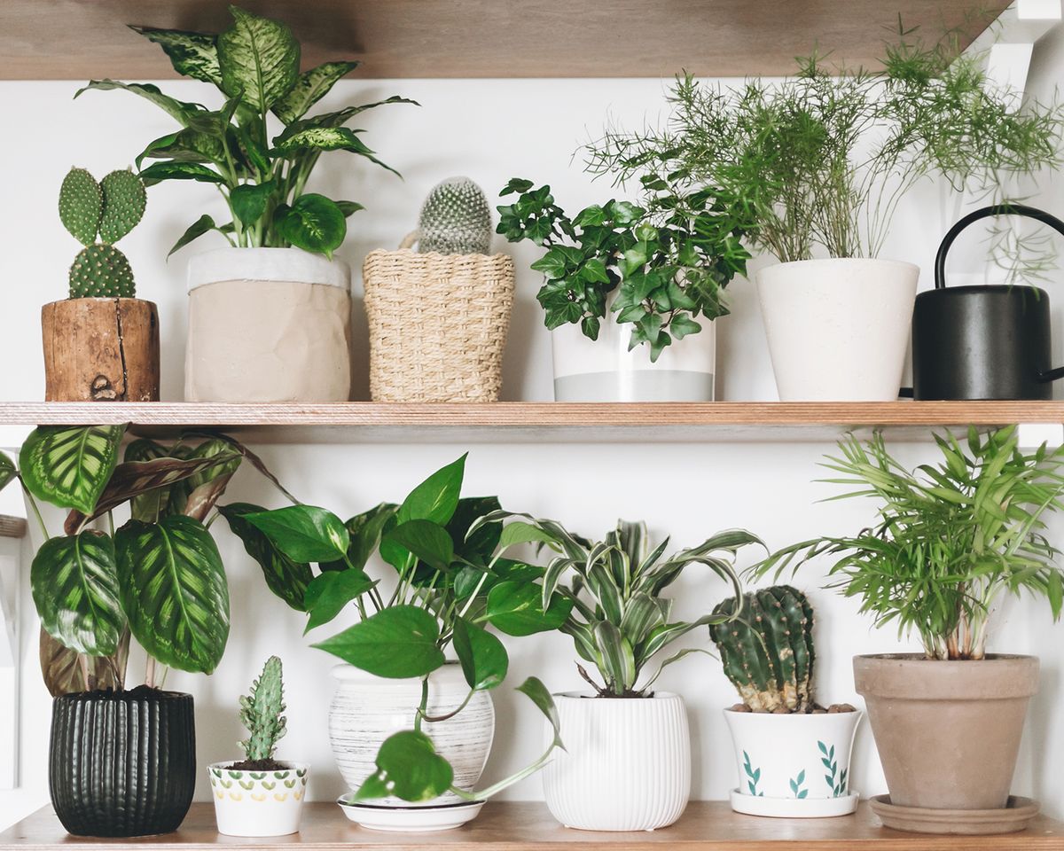 Растение houseplants d8 h35