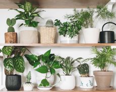 Houseplants sitting on minimalist wooden shelves