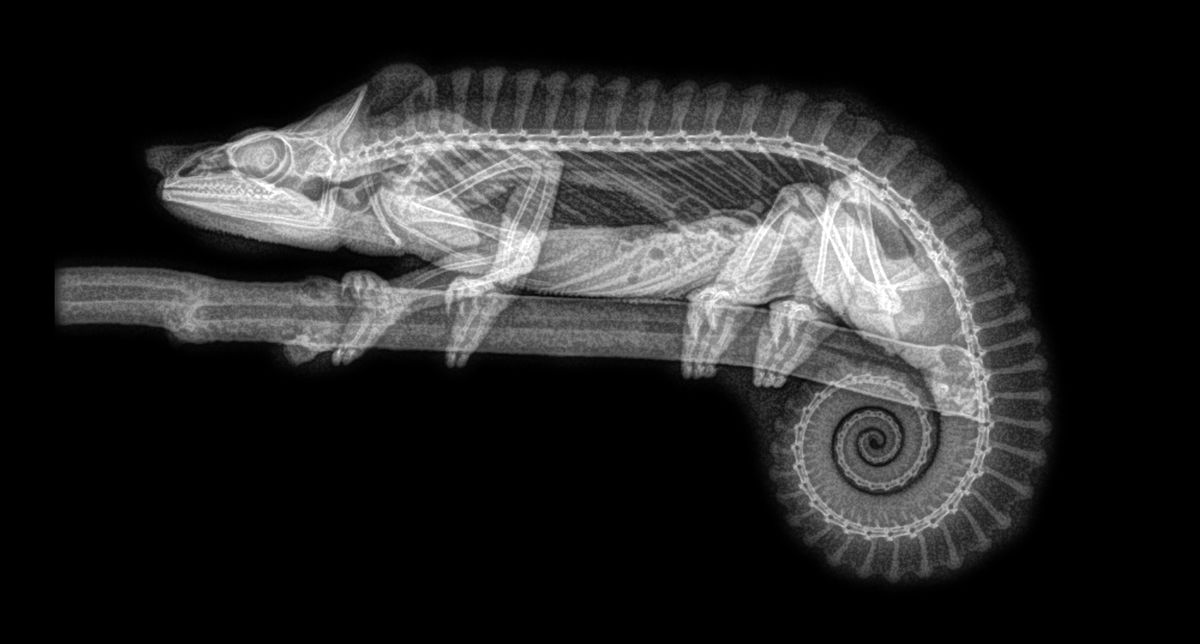 In Photos Eerie Zoo Animal Skeletons, in XRays Live Science