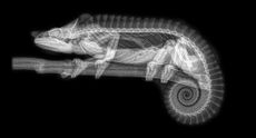 zoo animal x-rays
