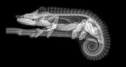 zoo animal x-rays